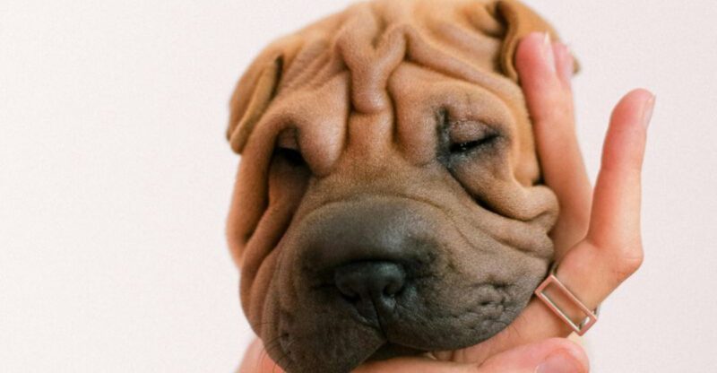 Owners Want Dogs That Dont Shadow Every Step 10 Breeds With More Independence