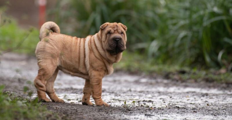 People Are Fighting Over Dog Consent 10 Breeds That React Badly When You Force Handling