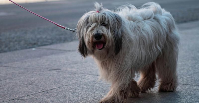 People Are Switching to Two Dog Households 10 Breeds That Pair Well