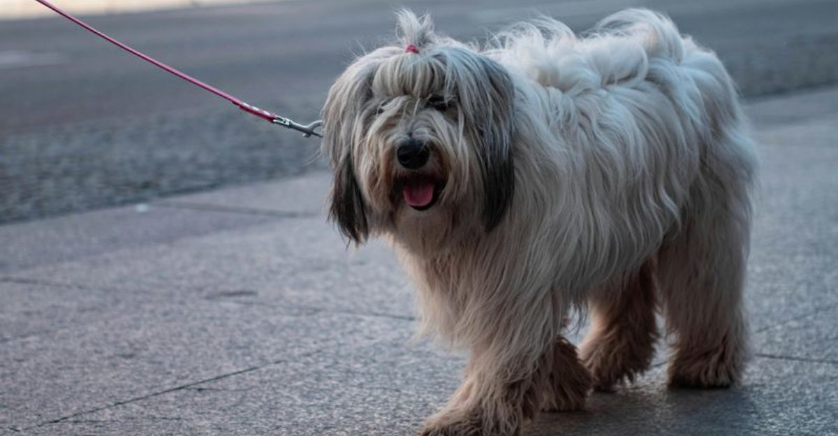 People Are Switching to Two Dog Households 10 Breeds That Pair Well