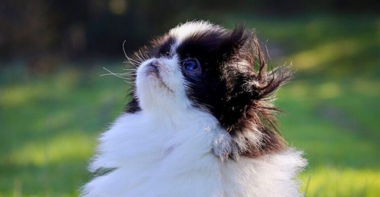 People Keep Buying Calm Dogs for the Wrong Reason 12 Breeds With Quiet Confidence dog news
