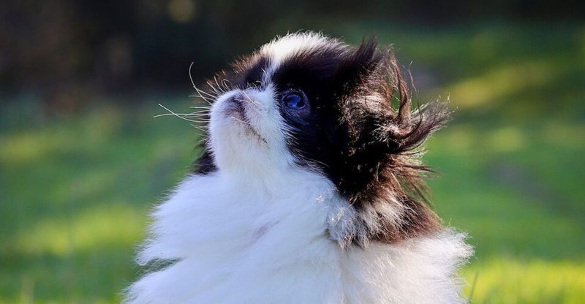 People Keep Buying Calm Dogs for the Wrong Reason 12 Breeds With Quiet Confidence