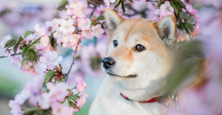 People Love Obedient Dogs – These 11 Breeds Prefer Thinking Over Following dog news