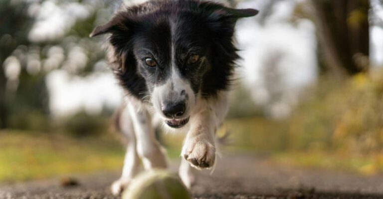 People Love Smart Dogs But These 10 Breeds Are the Masters of Silent Manipulation dog news