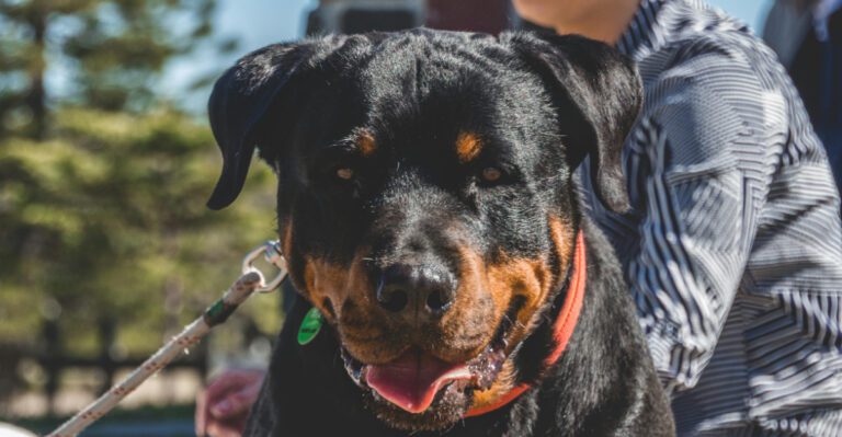 People Online Say Just Socialize Them 10 Breeds That Still Need Thoughtful Boundaries dog news