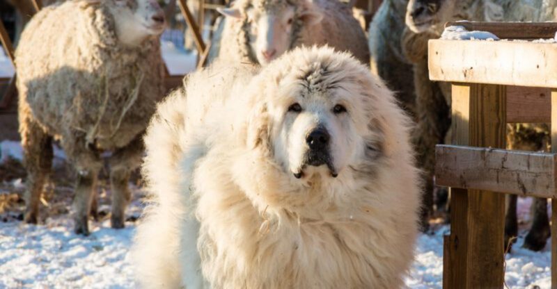 People Say Guard Dog Like Its One Thing 10 Breeds That Protect in Totally Different Ways