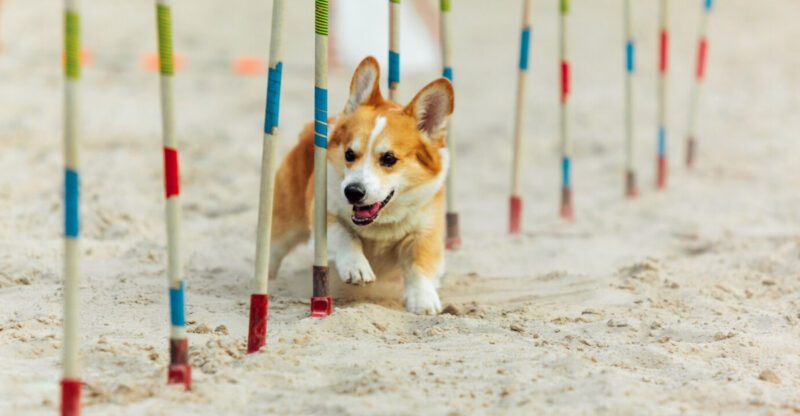 People Say Small Dogs Are Easier These 10 Breeds Prove Thats Not Always True