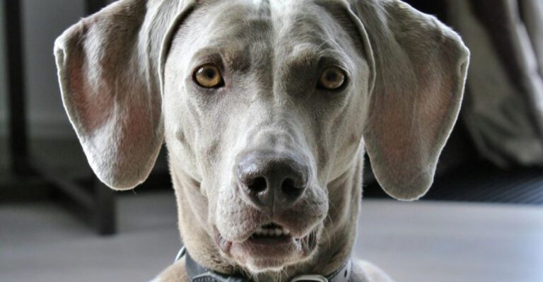 People Say Working Dogs Need Farms 15 Breeds That Can Work Their Brains Anywhere dog news