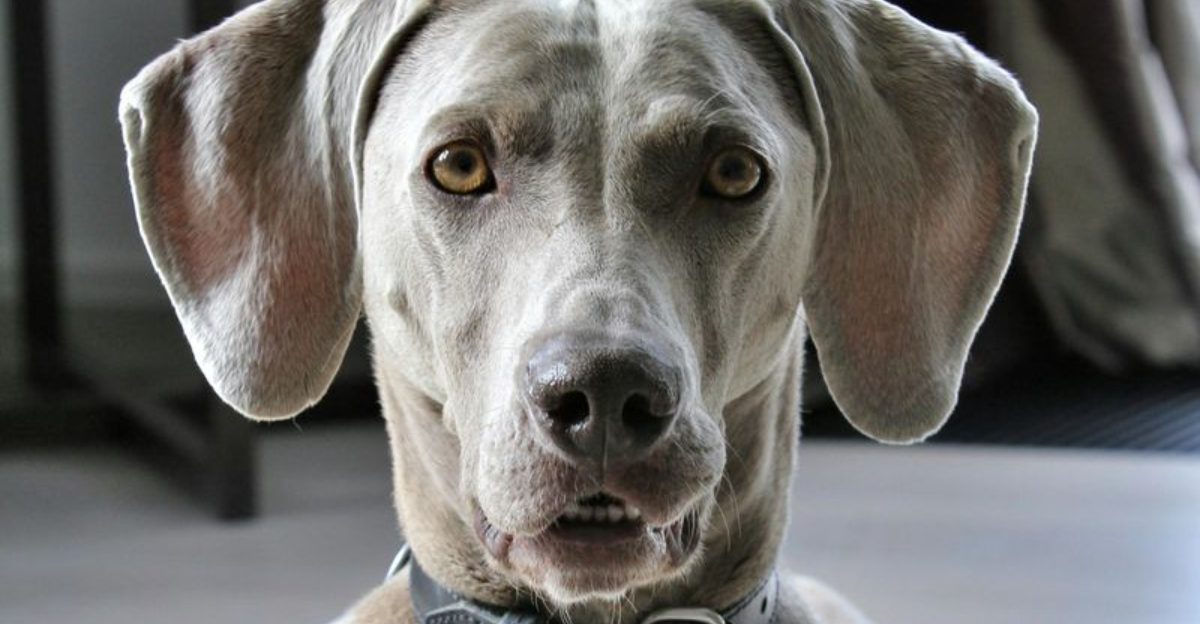 People Say Working Dogs Need Farms 15 Breeds That Can Work Their Brains Anywhere