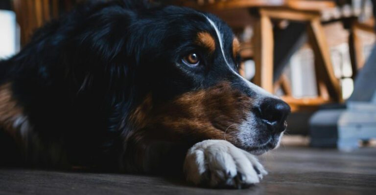 People Think Big Dog Hard Work These 10 Large Breeds Can Be Surprisingly Easy Indoors 1 dog news