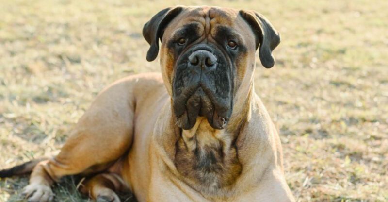 People Think Big Dog Hard Work These 10 Large Breeds Can Be Surprisingly Easy Indoors
