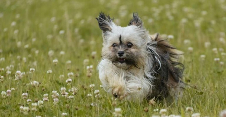 People Who Regret Their First Dog Often Say They Skipped These 10 Breeds dog news