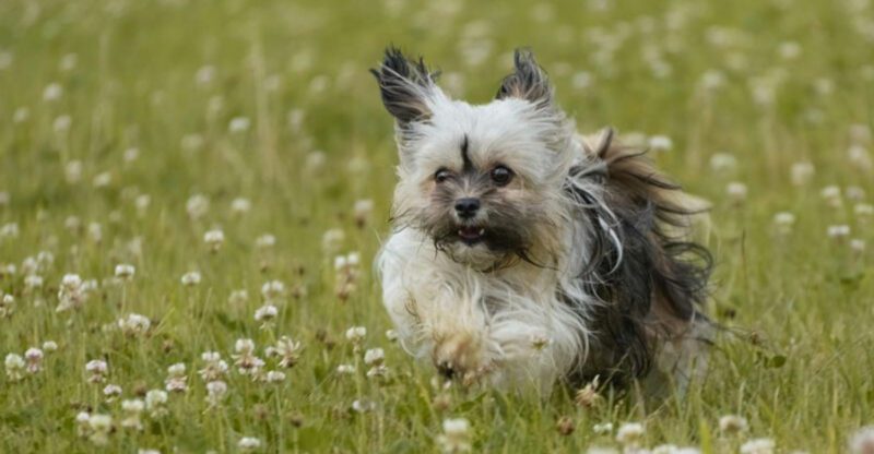People Who Regret Their First Dog Often Say They Skipped These 10 Breeds