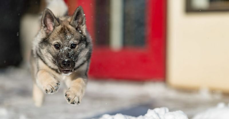 Protective Doesnt Mean Intense 10 Guardian Breeds Known for Steady Decision Making