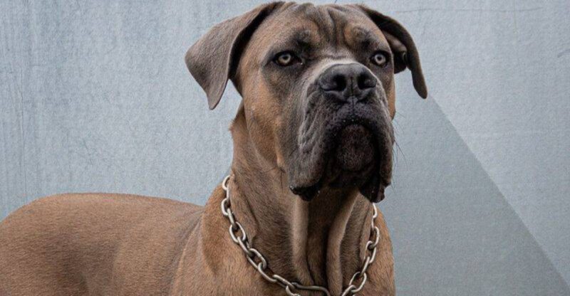 Public Etiquette With Dogs Is a Hot Topic Again 10 Breeds Owners Say Get Misread Most in Crowds