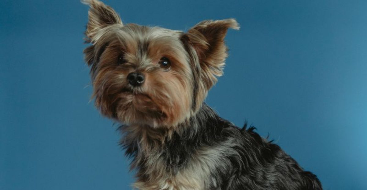 Puppy Ads on Social Media Are Under Fire 12 Breeds Most Used in Viral ‘Too Good To Be True Listings