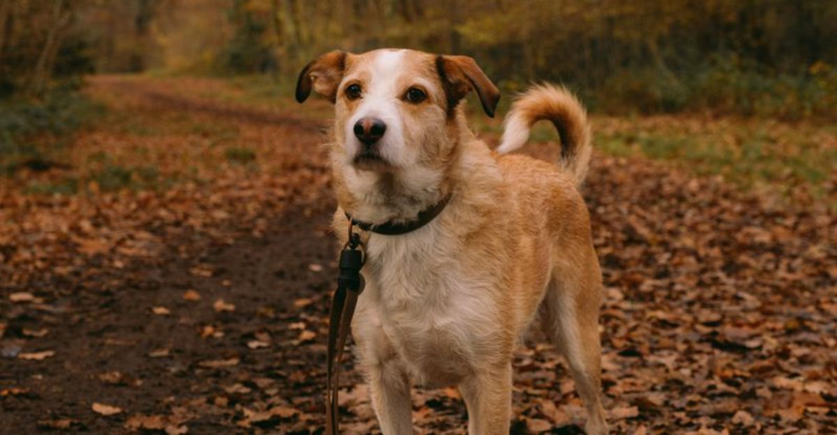 Rare Companion Dogs That Dont Follow Typical Breed Stereotypes