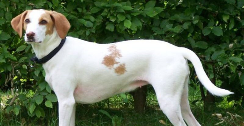 Rare but Reliable 10 Dog Breeds Owners Say Feel Exceptionally Balanced