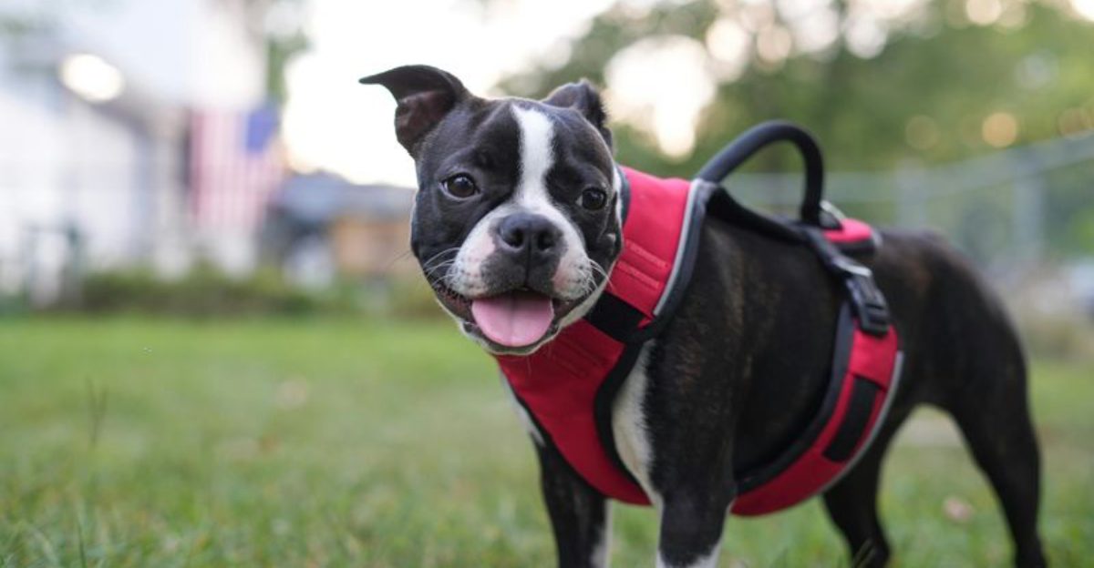 Respiratory Illness Awareness Is Spiking Again 10 Breeds Owners Keep Mentioning in Daycare Cough Threads