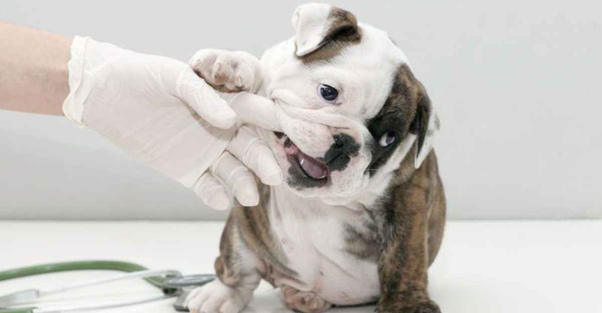 Respiratory Illness Posts Are Spiking Again 10 Symptoms Owners Keep Misreading as Just a Cold