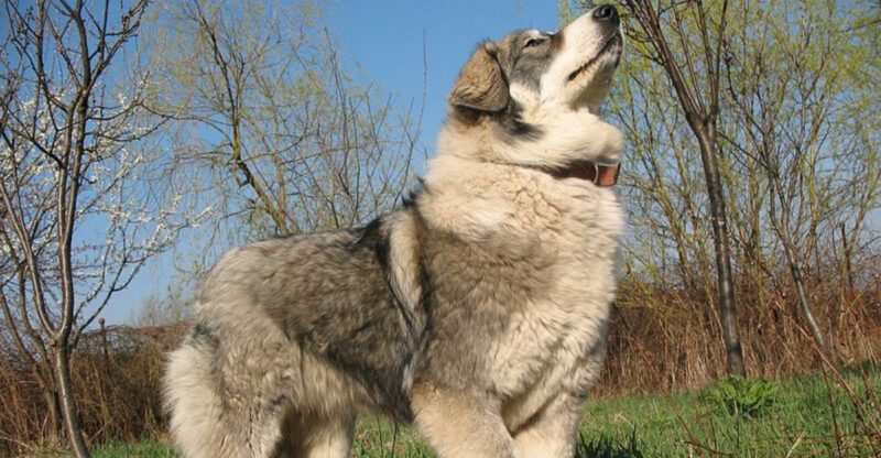 Search Data Is Pointing to These 10 Rare Dog Breeds Curious Owners Are Discovering