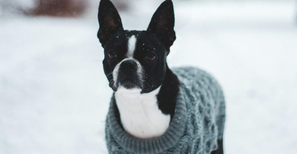 Skin Allergy Watchlist 13 Breeds Often Linked to Itchy Sensitive Skin