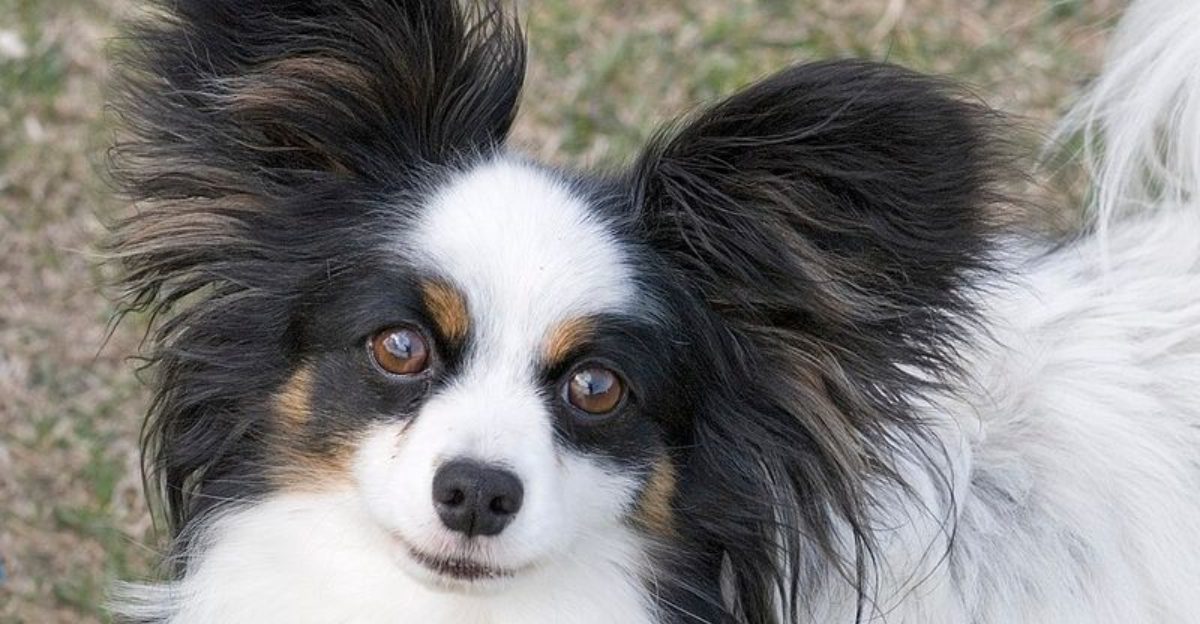 Smart Collar Hype Is Exploding 10 Breeds Owners Say Respond Fastest to Data Driven Training