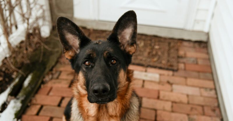 Smart Dog Isnt Always the Best Choice 10 Brilliant Breeds That Need Structure to Shine