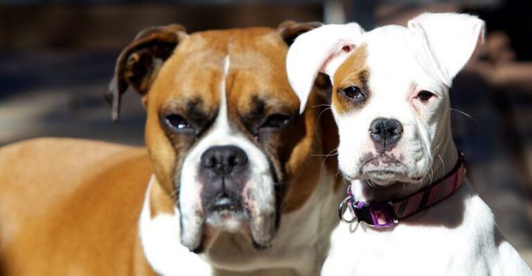 Stop Calling It Protective 15 Breeds That Get Rewarded for the Wrong Behavior dog news