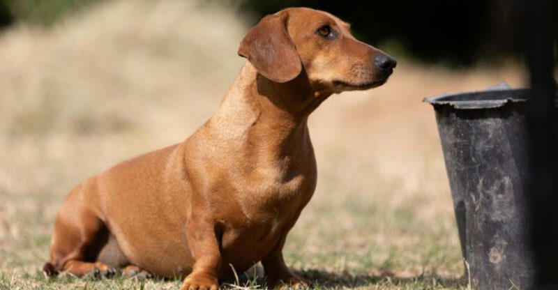 Stop Calling Them Needy 10 Breeds That Just Bond Deeply and Stay Close