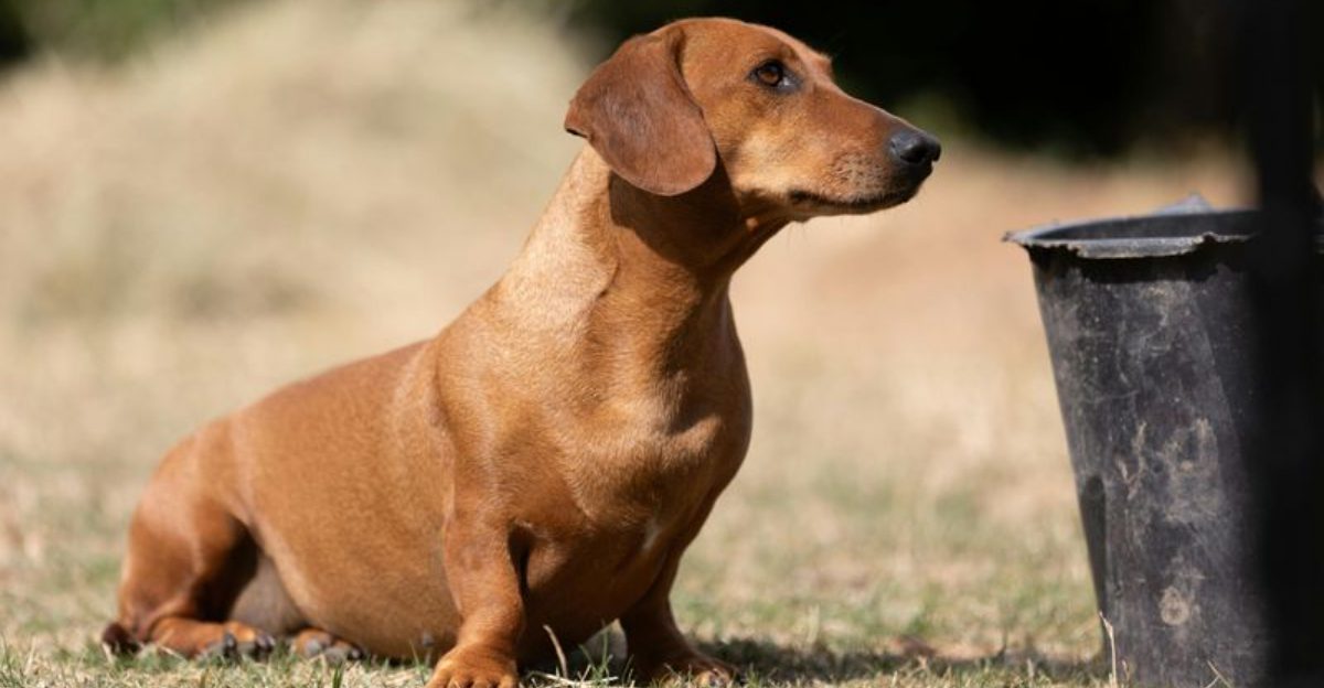 Stop Calling Them Needy 10 Breeds That Just Bond Deeply and Stay Close