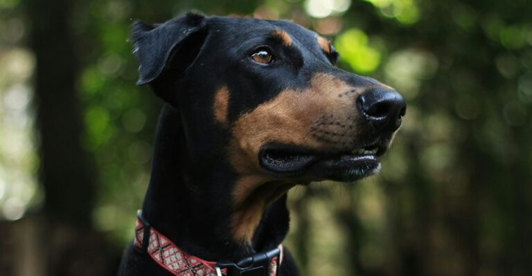 Stop Chasing Rare Colors 10 Breeds People Keep Misunderstanding Because of Coat Hype dog news