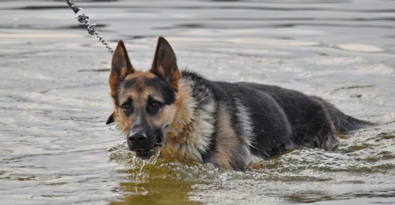 Stop Doing This on Walks 12 Breeds That Get Worse When Owners Tighten the Leash