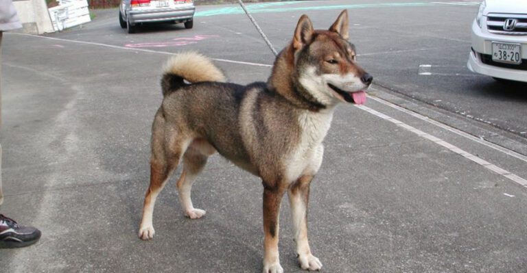 Stop Expecting Every Dog to Love Hugs 10 Breeds Owners Say Prefer Space dog news