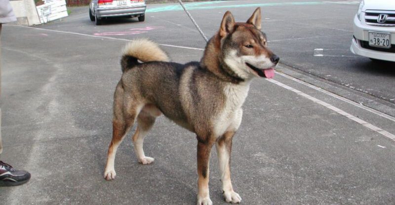 Stop Expecting Every Dog to Love Hugs 10 Breeds Owners Say Prefer Space