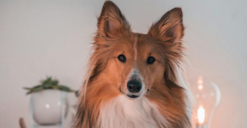 Stop Free Feeding 11 Breeds That Train Better When Meals Become Rewards
