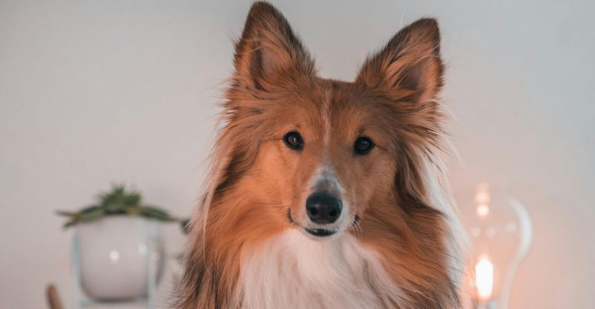 Stop Free Feeding 11 Breeds That Train Better When Meals Become Rewards