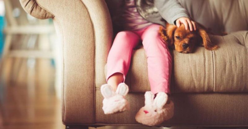 Stop Guessing Your Dogs Needs 10 Breed Groups That Behave Totally Differently