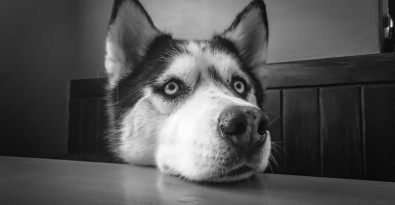 Stop Pretending Looks Dont Matter 10 Breeds People Notice Instantly And Why Thats Okay dog news