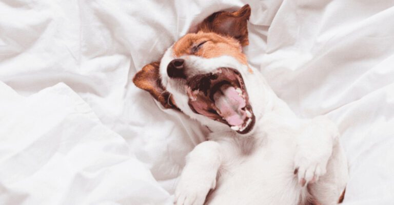 Stop Punishing Growls 10 Reasons a Growl Is Often the Healthiest Warning dog news