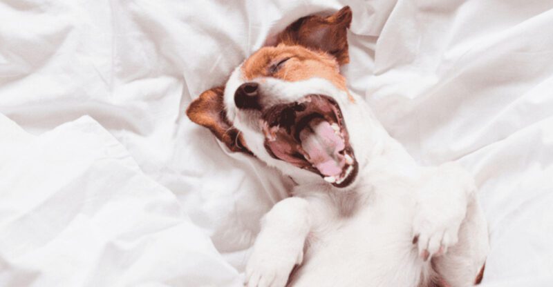 Stop Punishing Growls 10 Reasons a Growl Is Often the Healthiest Warning