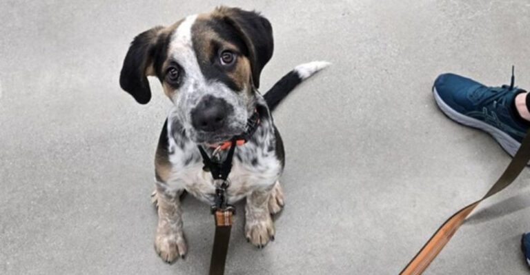 Stop Saying Hes Just Reactive 10 Signs Its Trigger Stacking Not Random Bad Behavior dog news