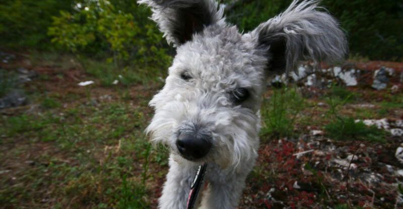 Stop Scrolling 11 Dog Breeds That Feel Like a Secret Only Real Owners Know