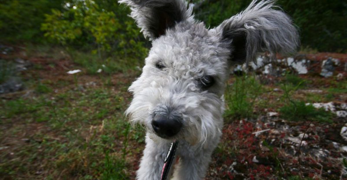 Stop Scrolling 11 Dog Breeds That Feel Like a Secret Only Real Owners Know