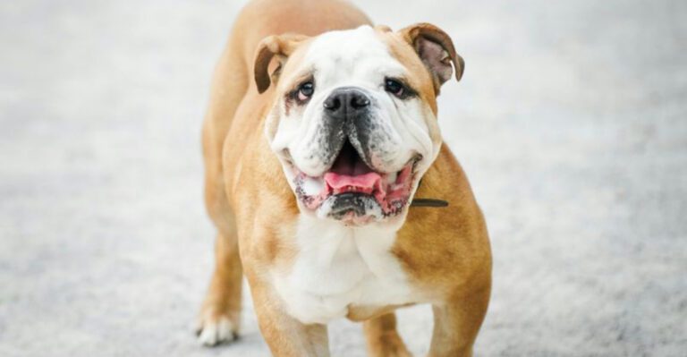 Stop Treating Flat Faced Cute Like a Personality 10 Breeds That Need Breath Friendly Lifestyle Rules dog news