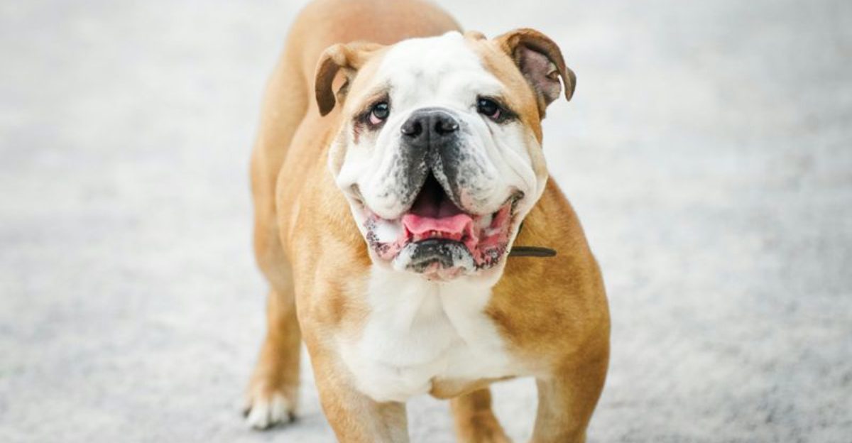 Stop Treating Flat Faced Cute Like a Personality 10 Breeds That Need Breath Friendly Lifestyle Rules