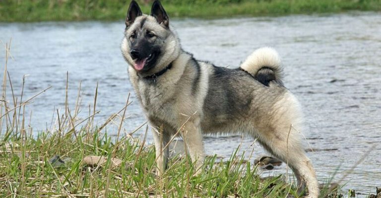 Stop Treating Wolf Look as a Personality 12 Breeds That Get Picked for Aesthetics First dog news