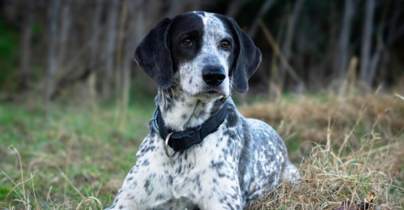 Stop Trusting Friendly Body Language 10 Breeds That Get Overstimulated Fast in Public