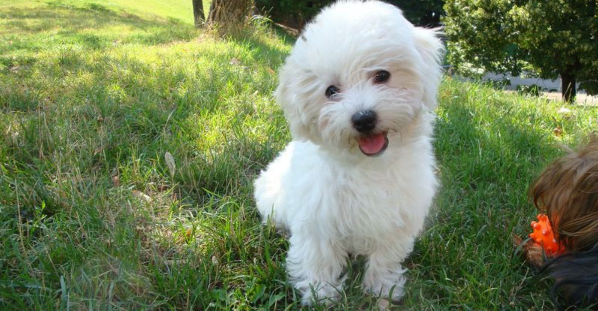 Sustainable Pet Parenting Is a Status Symbol Now 11 Breeds Most Often Paired With Eco Product Trends