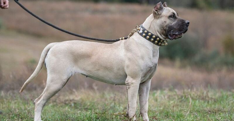 The Breed Ban Argument Wont Die 12 Breeds That Keep Getting Pulled Into Law Debates